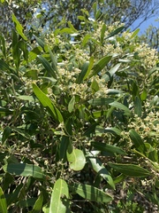 Olea capensis enervis