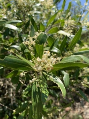 Olea capensis enervis