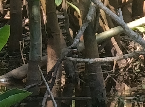 Green Kingfisher
