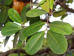 Xylocarpus granatum