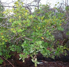 Xylocarpus granatum