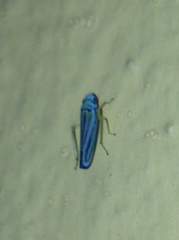 Graphocephala flavovittata