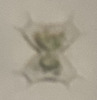 Xanthidium bifidum - Photo (c) James K. Wetterer, some rights reserved (CC BY-NC), uploaded by James K. Wetterer