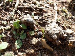 Trogidae