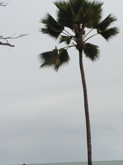 Pritchardia pacifica