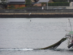 Larus crassirostris