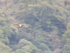 Milvus migrans lineatus