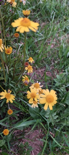 Acmella decumbens, photograph 5