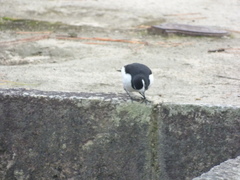 Motacilla grandis