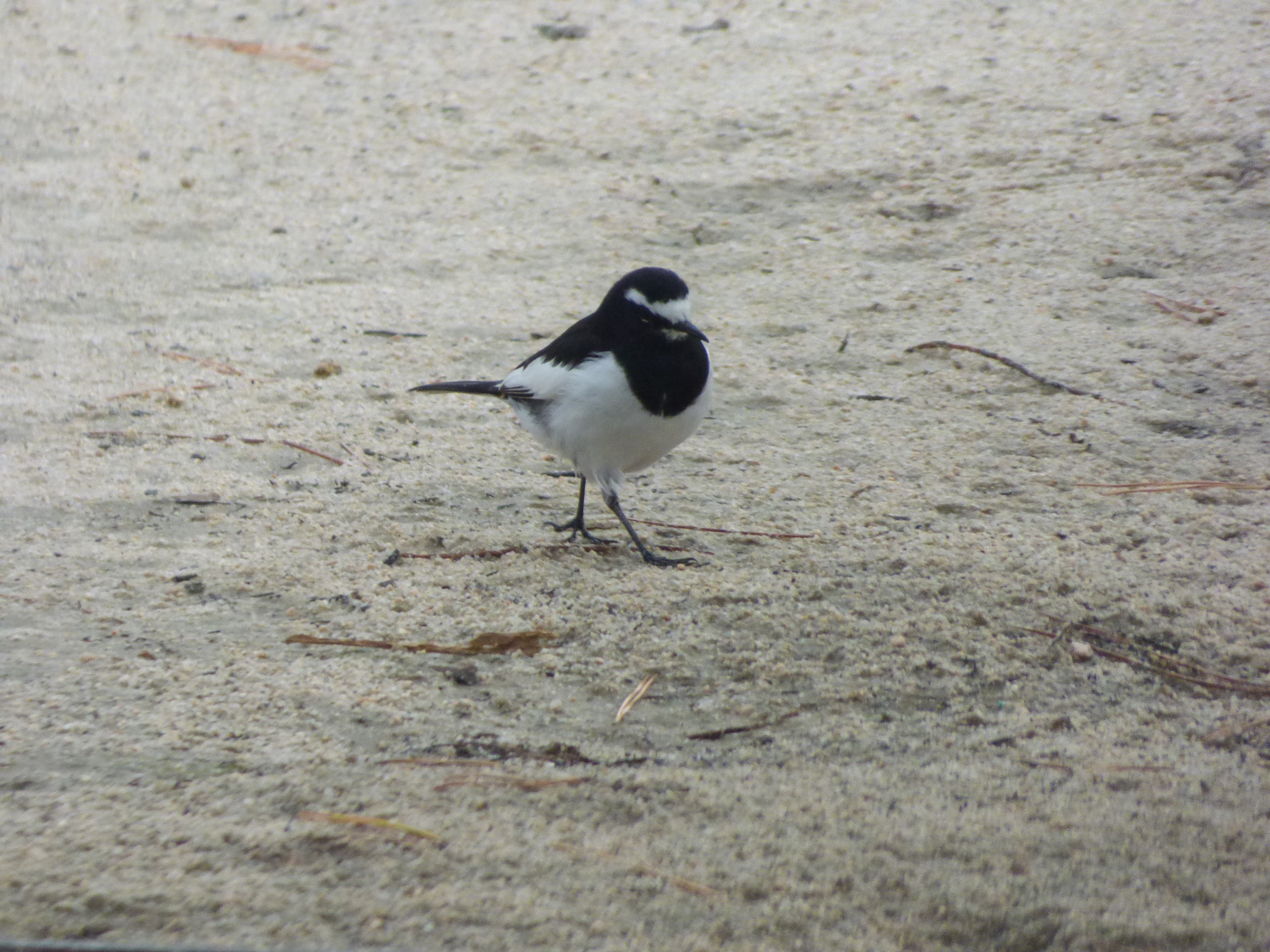 Japanese Wagtail