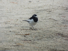 Motacilla grandis