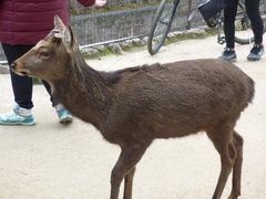 Cervus nippon
