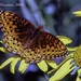 Argynnis hesperis capitanensis - Photo (c) Mike Hannisian, some rights reserved (CC BY-NC), uploaded by Mike Hannisian