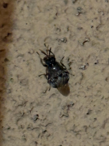 Unknown species found near N Scottsdale Rd, Phoenix, AZ, US