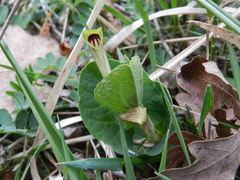 Aristolochia lutea