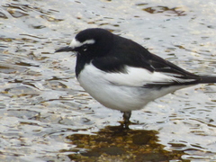 Motacilla grandis