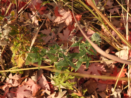 hairy mountainmint (Pycnanthemum verticillatum)