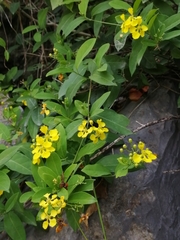 Callaeum macropterum