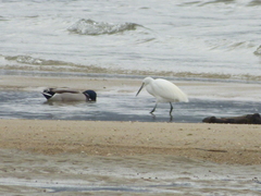 Egretta garzetta