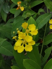 Callaeum macropterum