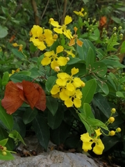 Callaeum macropterum