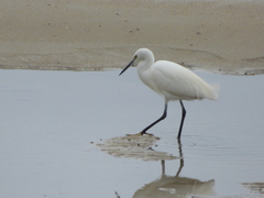 Egretta garzetta