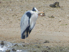 Ardea cinerea