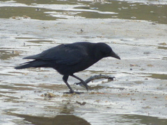 Corvus corone