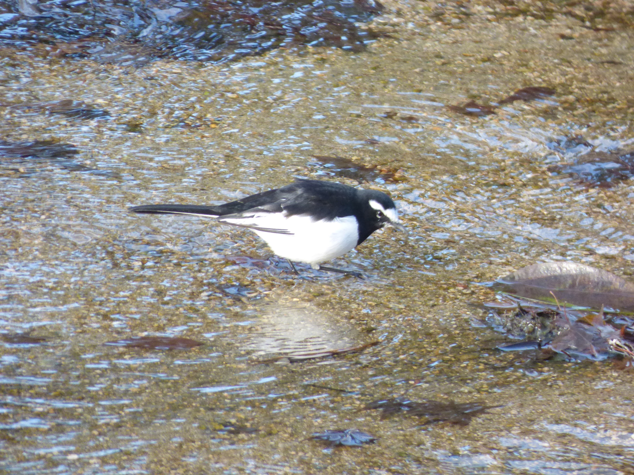Japanese Wagtail