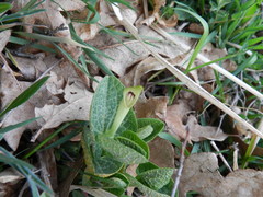 Aristolochia lutea