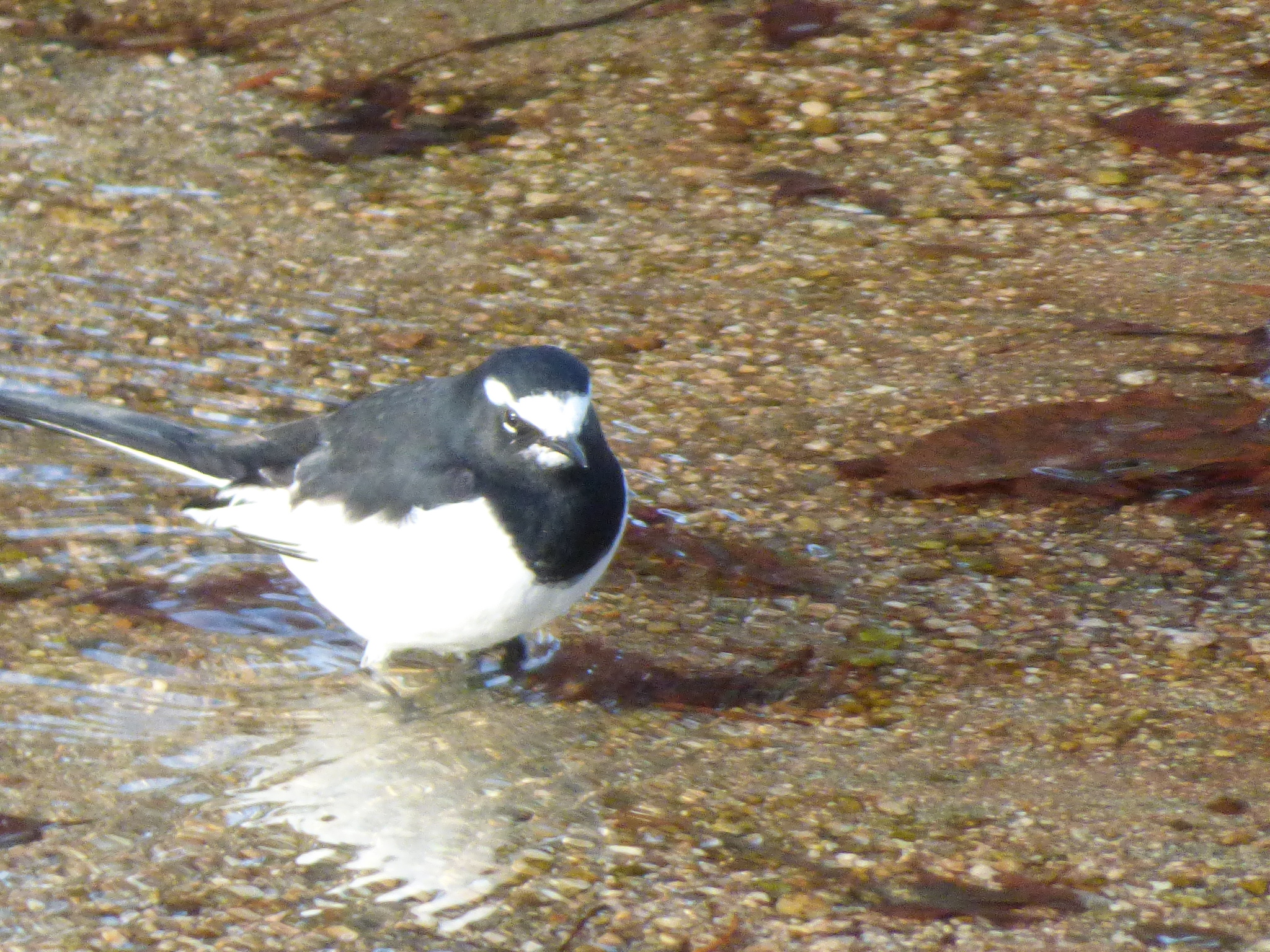 Japanese Wagtail