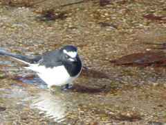 Motacilla grandis