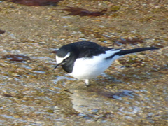 Motacilla grandis