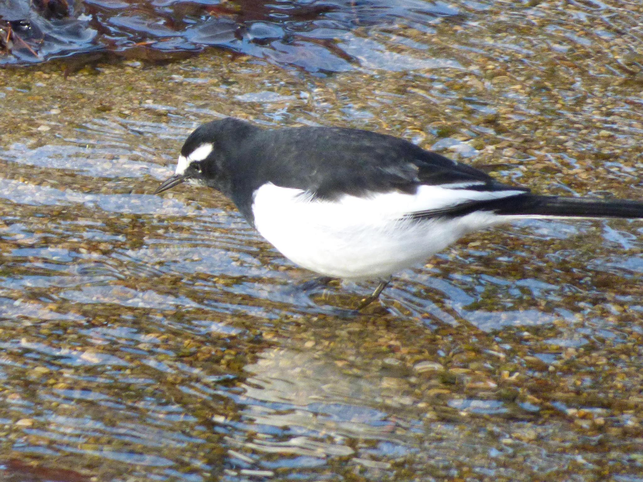 Japanese Wagtail