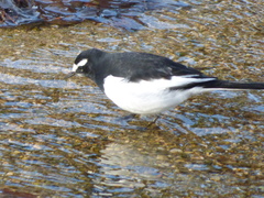 Motacilla grandis