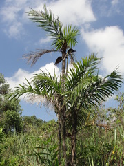Cocoseae