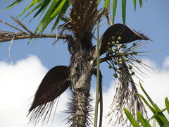Cocoseae