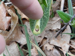 Aristolochia lutea