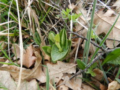 Aristolochia lutea