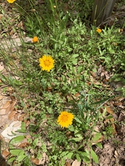Coreopsis nuecensis
