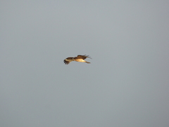 Milvus migrans lineatus