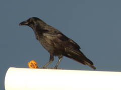 Corvus corone