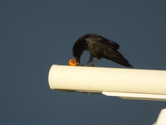 Corvus corone
