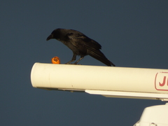 Corvus corone