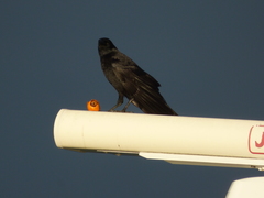 Corvus corone
