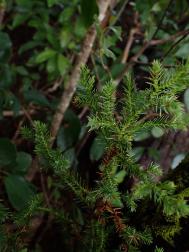 Juniperus observed 2025-11-02