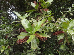 Helicia australasica