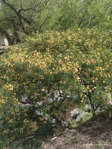 Viscote Negro (Parasenegalia visco)