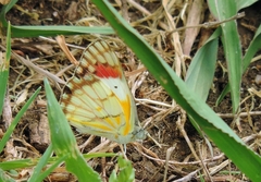 Colotis celimene amina