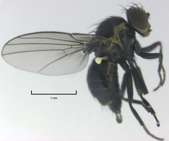 Liriomyza hebae
